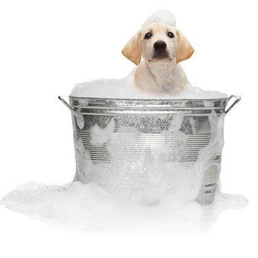 Puppy in Bathtub